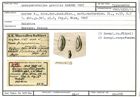 Karteikarte zum Syntyp von Quinqueloculina gracilis Karrer, 1867